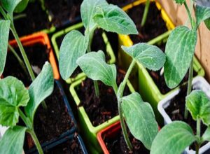家庭菜園でお野菜が育たないときのとっておきの対処法
